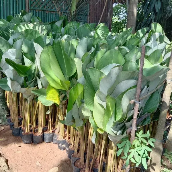 jual tanaman pisang calathea